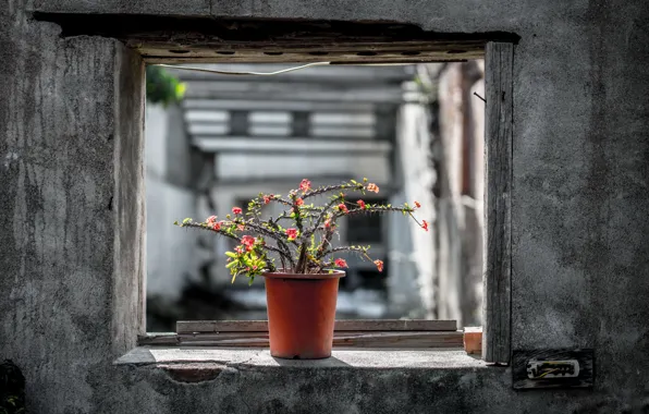 Cactus, window, pot, naturalism