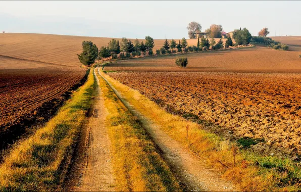 Road, field, autumn, trees, house, Sunny