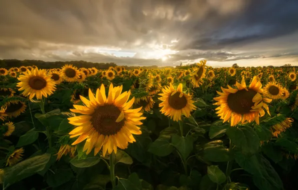 Field, summer, the sun, clouds, light, sunflowers