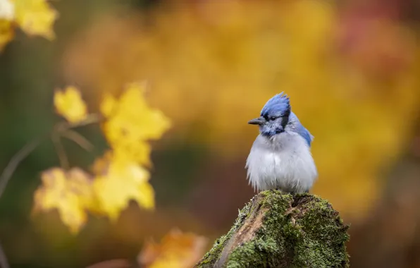 Autumn, nature, bird, foliage, stump, yellow background, bokeh, blue Jay