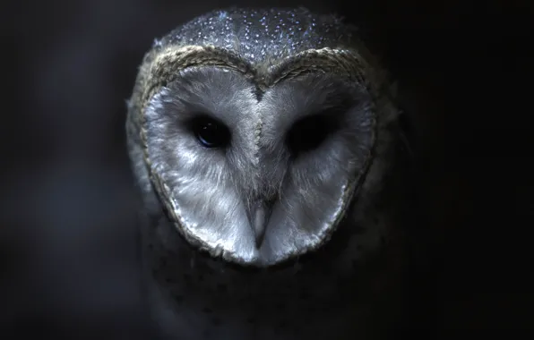 Look, darkness, the dark background, owl, bird, portrait, twilight, beauty