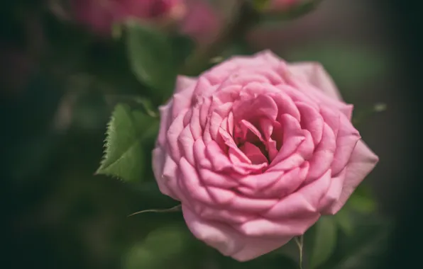 Macro, roses, pink, buds