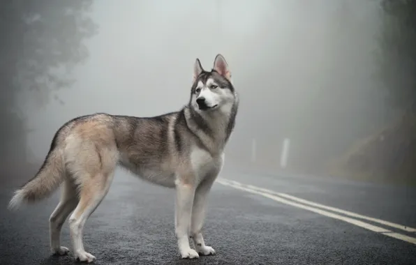 Picture fog, mist, siberian husky