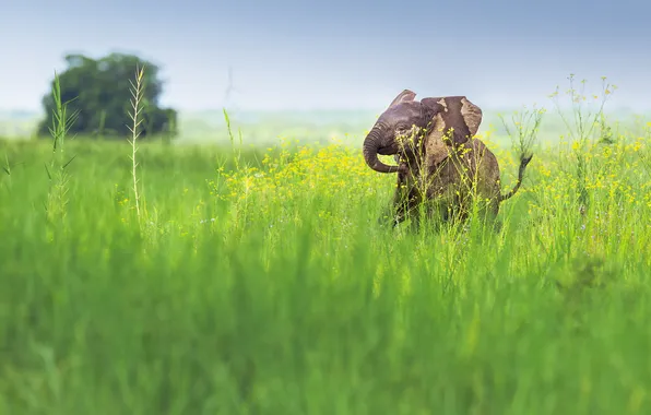 Greens, field, summer, the sky, grass, flowers, tree, elephant