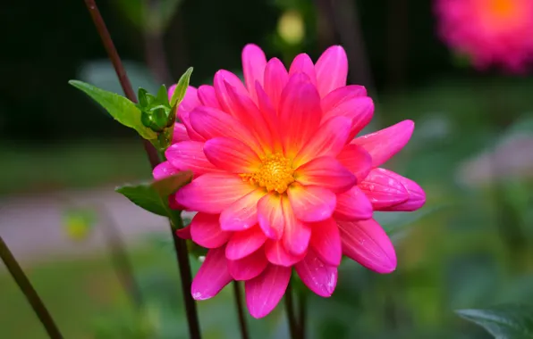 Flower, leaves, macro, background, stems, pink, petals, garden