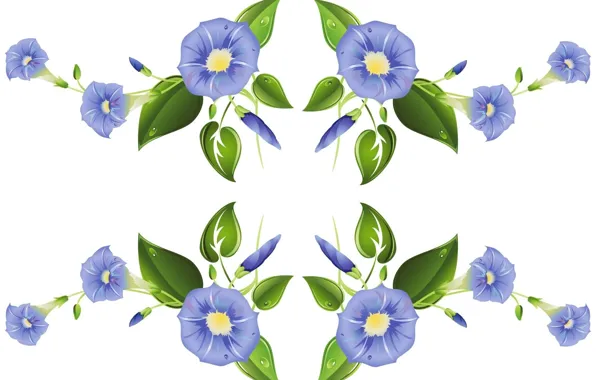 Purple, white background, vector graphics, bindweed