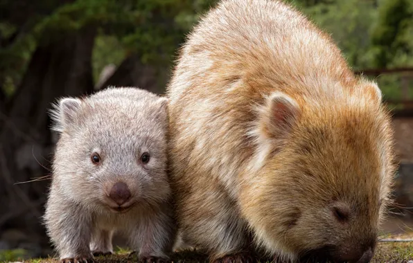 Australia, two, pussies, mammals, chord, marsupials, mom and baby, Wombat