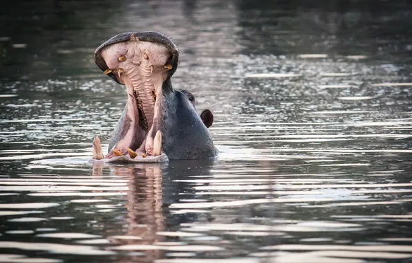 Water, nature, Hippo