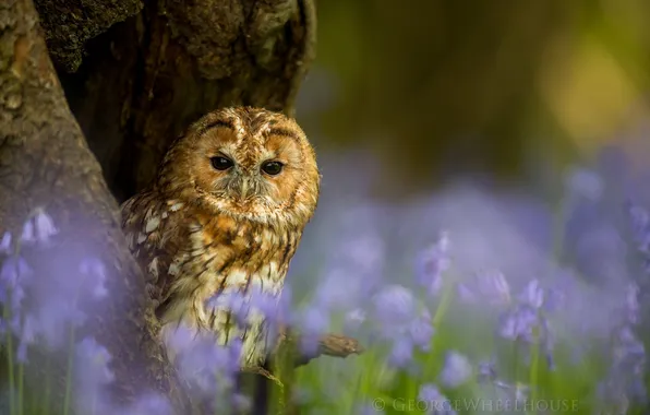 Picture forest, eyes, macro, tree, owl, bird, color