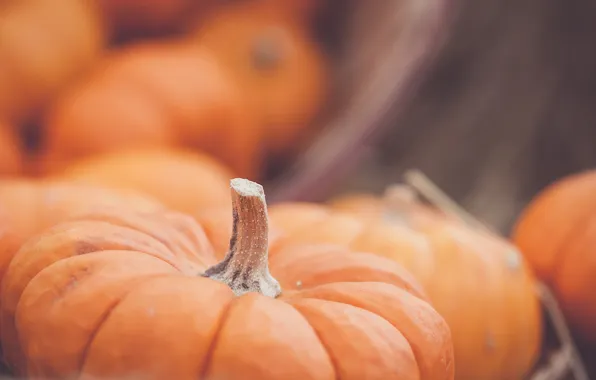 Picture orange, pumpkin, vegetable