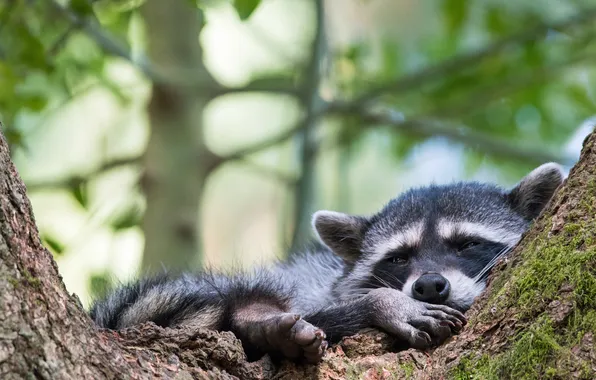 Tree, sleep, sleeping, raccoon, lies