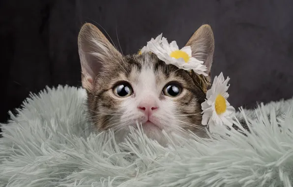 Cat, look, flowers, the dark background, kitty, fur, face, wreath