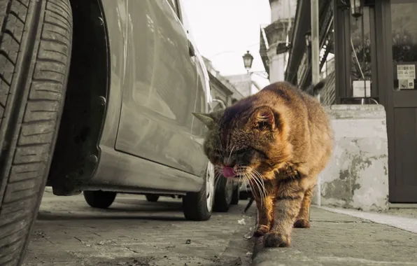 Road, machine, language, cat, street, red