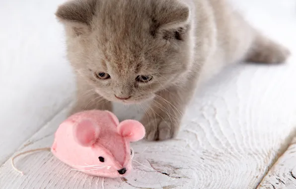 Toy, mouse, mouse, kitty