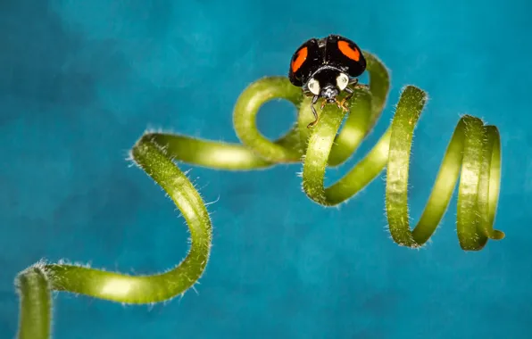Bokeh, ladybug, spiral, insect, curl, ladybird, tendril
