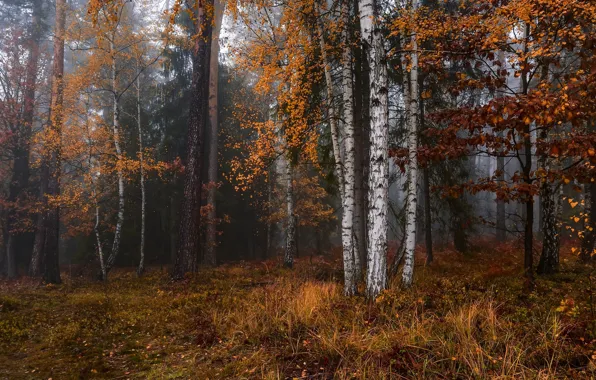 Picture autumn, forest, grass, trees, branches, fog, foliage, trunk