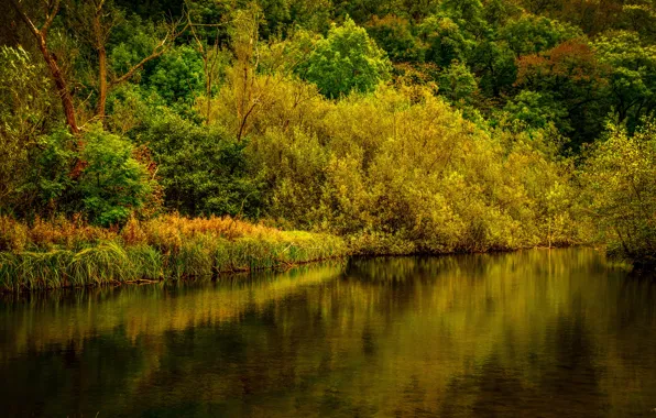 Autumn, forest, trees, river, UK, Derbyshire