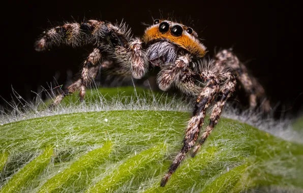Look, macro, leaf, spider, red, black background, jumper, spider