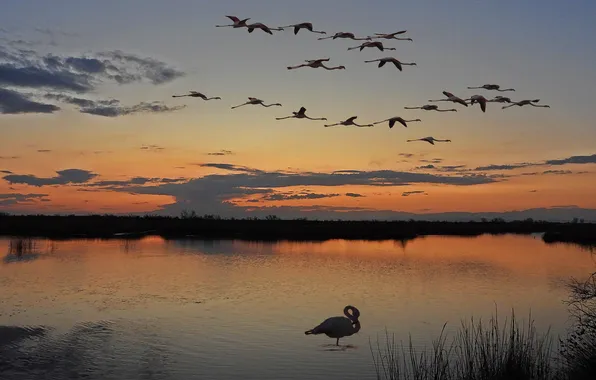The sky, clouds, flight, sunset, birds, shore, dal, the evening