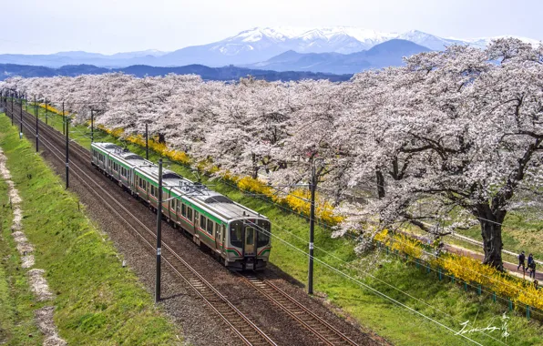 Picture landscape, mountains, train, Sakura