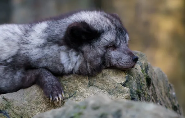 Face, nature, stones, grey, background, sleep, paws, Fox