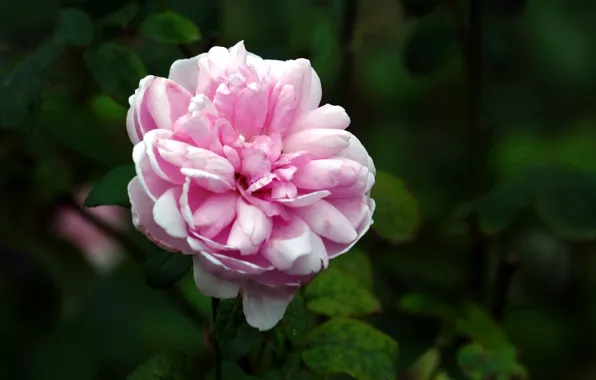 Nature, Rose, Flower, Bush, Flowering
