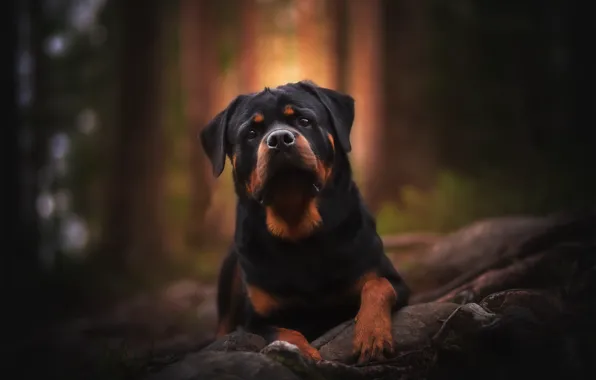 Background, each, dog