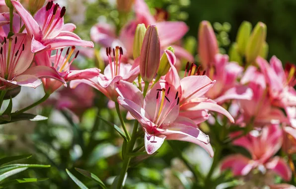 Light, flowers, Lily, garden