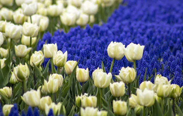 Flowers, glade, spring, garden, tulips, white, buds, flowerbed