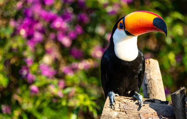 Picture Wildlife, Wildlife, Amazon Toucan, The Amazon toucan, Tropical forests, Tropical Rainforest
