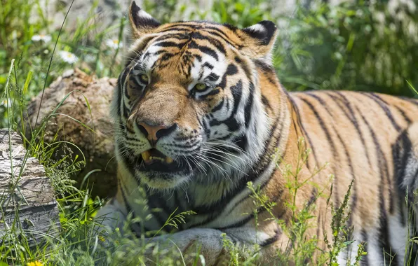 Picture cat, summer, grass, the Amur tiger, ©Tambako The Jaguar