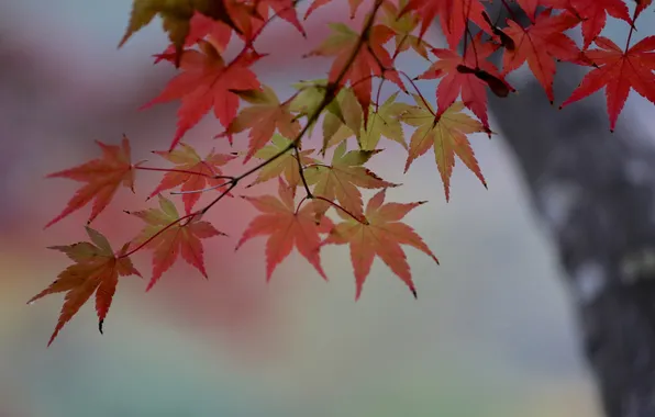 Autumn, leaves, tree, branch, maple
