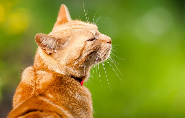 Cat, red, bokeh, Chopin