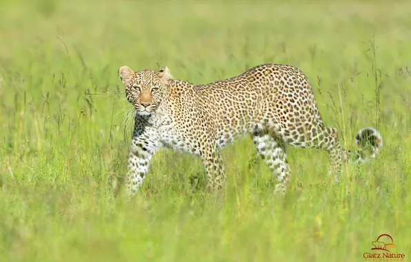 Picture grass, predator, leopard, Savannah
