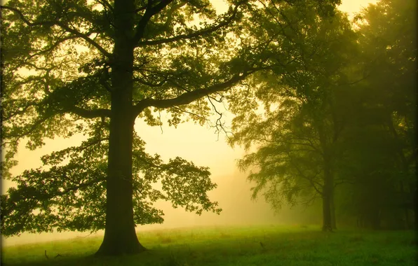 Picture forest, fog, morning