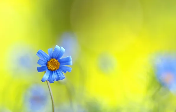 Field, macro, nature, petals, stem, meadow