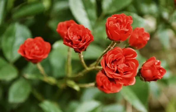 Picture flowers, roses, flower