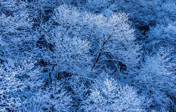 Picture winter, frost, forest, snow, trees