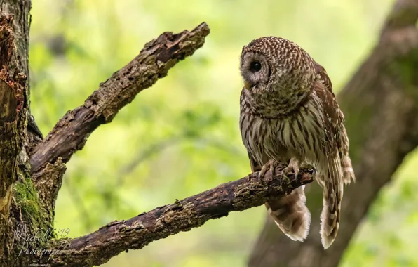 Picture greens, trees, branches, nature, background, owl, bird, bokeh