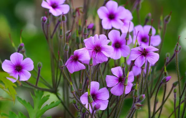 Flowers, pink, lilac, buds, geranium, geranium meadow