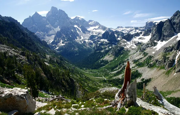 Forest, mountains, nature, tops