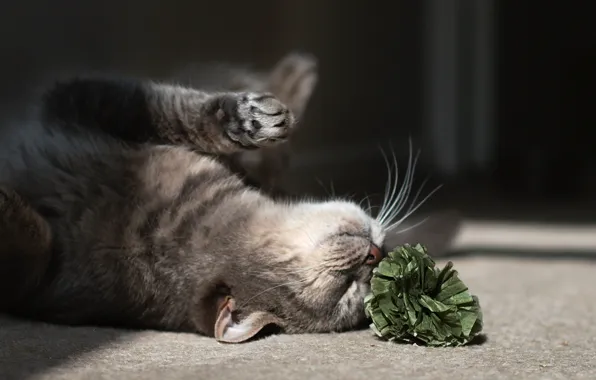 Cat, flower, cat, the game, on the floor