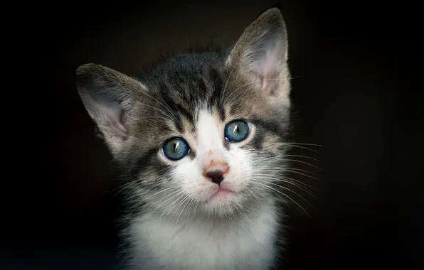 Cat, look, kitty, portrait, cute, black background, blue eyes, face