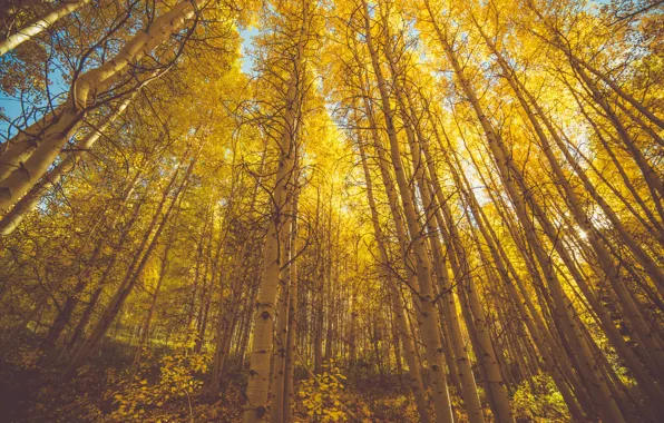 Picture autumn, forest, trees, grove