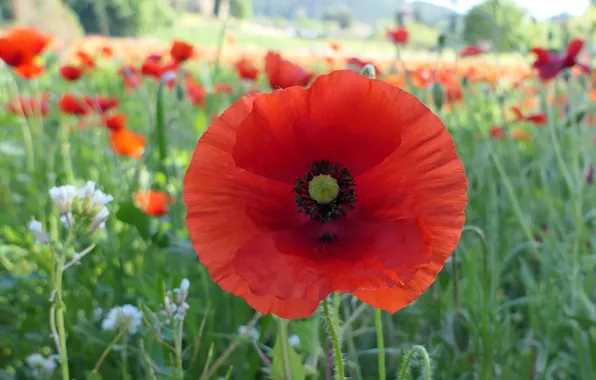 Field, macro, flowers, red, hills, Mac, Maki, poppy