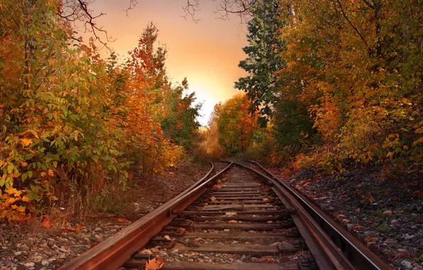 Picture autumn, forest, foliage, rails, colors, forest, falling leaves, Autumn