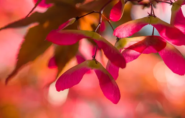 Autumn, light, seeds, red, maple, bokeh, autumn leaves