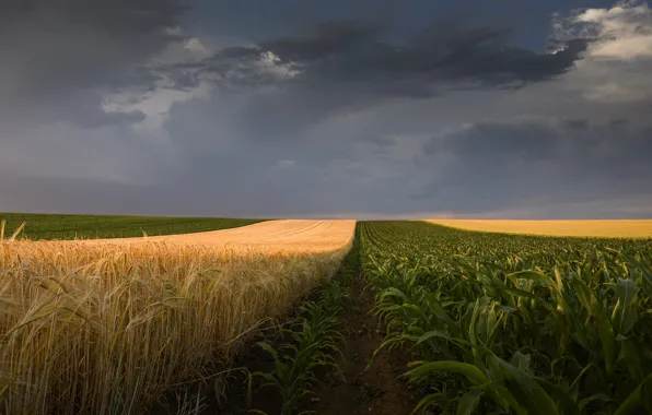 Field, the sky, clouds, light, clouds, blue, rye, dal