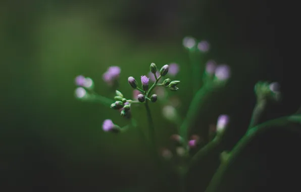 Color, Flower, Plant, Plants, Flower, Flowers, Color, Flora