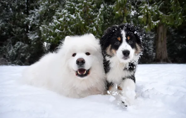 Winter, forest, dogs, snow, nature, dog, puppies, mouth
